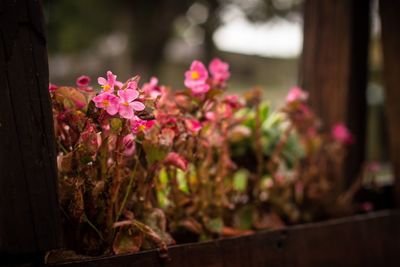 Close-up of pink flowering plant