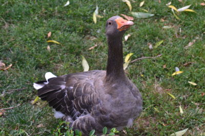Close-up of a bird on field