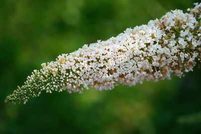 Close-up of white flowering plant