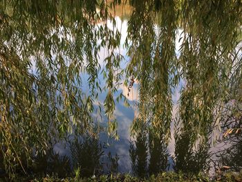 Reflection of trees in lake