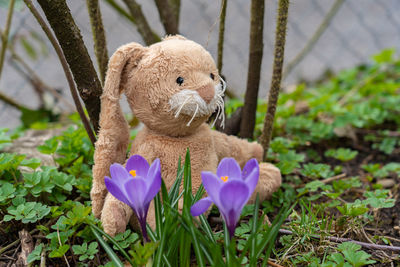 Close-up of easter bunny and purple flower.