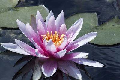 Close-up of lotus water lily in pond