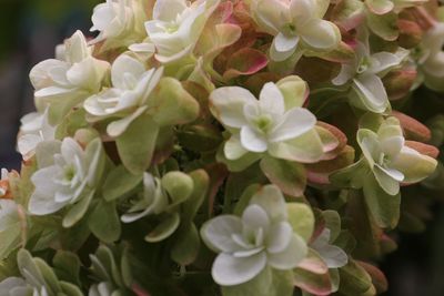 Close-up of flowers