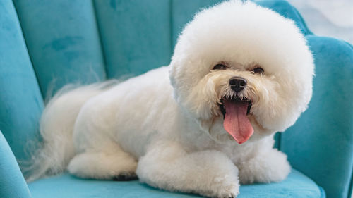 Close-up of dog sitting on sofa at home