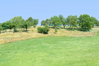 Trees on field against clear sky