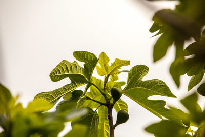 Close-up of leaves against sky