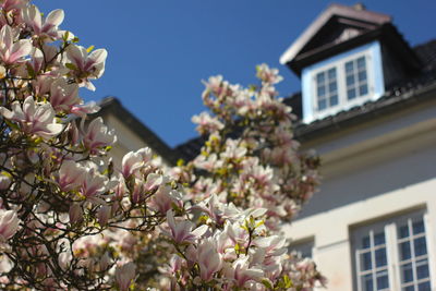 Low angle view of flowers blooming on tree