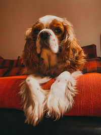 Dog sitting on sofa at home