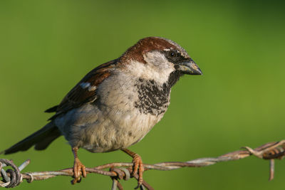 Close-up of bird perching on branch