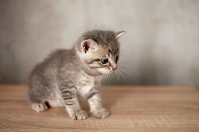 Little kitten stands on a wooden floor and looks in front of itself on a gray wall background.