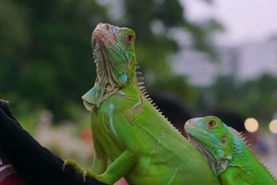 Close-up of lizard