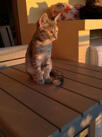 Cat sitting on table at home
