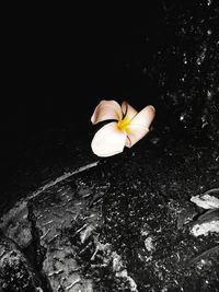 Close-up of flower against black background