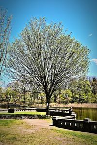 Bare trees in park