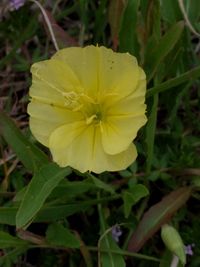 Close-up of yellow flower