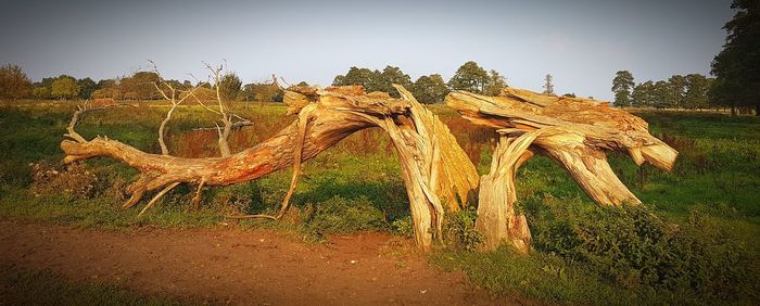 Lizard on tree against sky