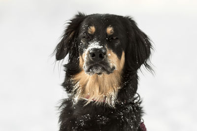 Portrait of wet dog