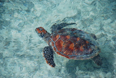 High angle view of turtle swimming in sea