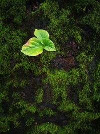 Close-up of green leaves in water