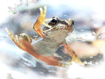 Close-up of fish swimming in water