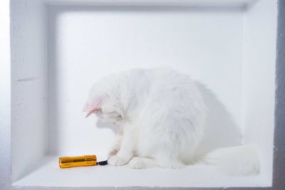 Portrait of white cat