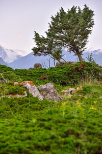 Scenic view of landscape against sky