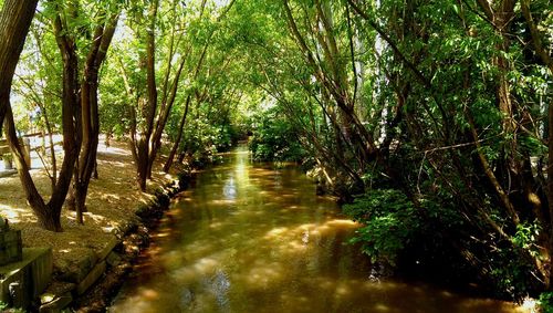 Scenic view of forest