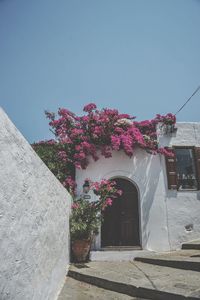 Pink flowering plant by building against sky