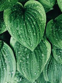 Full frame shot of wet leaves