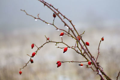 Rose hips on branches during winter