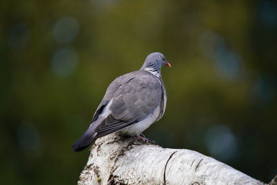 Close-up of wood pigeon perching on wood