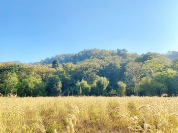 Scenic view of field against clear sky