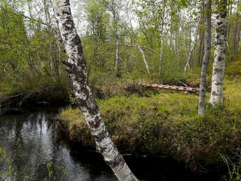 Plants growing by river in forest