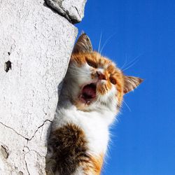 Low angle view of cat against clear blue sky