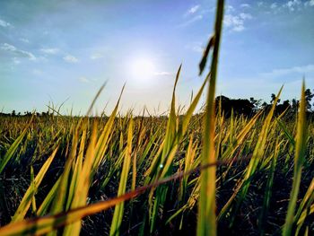 Close-up of wheat field against sky