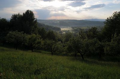 Trees on field against sky