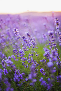 Close-up of purple flowering plants on field