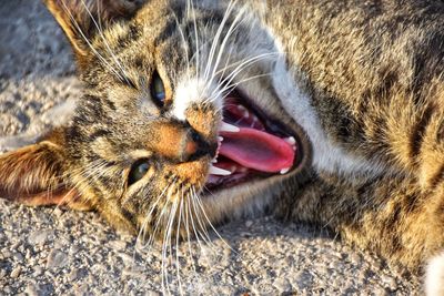 Close-up of a cat