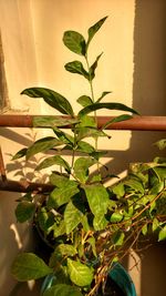 Close-up of potted plant