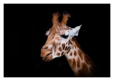 Close-up of giraffe against black background