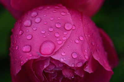 Close-up of wet pink flower