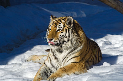 Tiger lies in the snow at the zoo