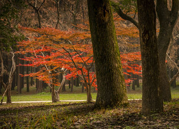 Trees in forest during autumn