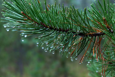 Close-up of raindrops on pine tree