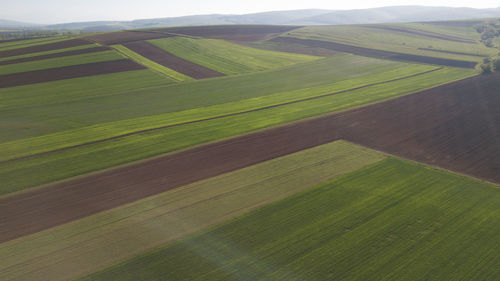 Scenic view of agricultural field