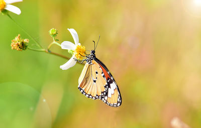 Close-up of butterfly pollinating on flower