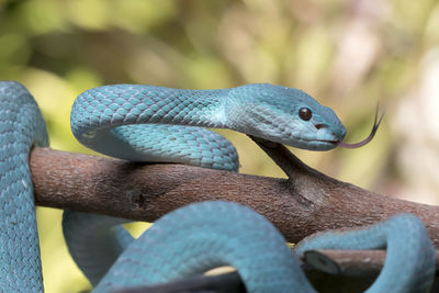 Close up of the exotic and venomous viper snake blue insularis - animal reptile photo series