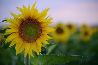 Close-up of sunflower