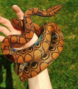Cropped image of hand holding orange snake