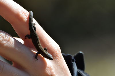 Close-up of lizard on finger